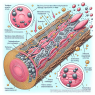 Aqueous testosterone suspension in muscle recovery: scientific review